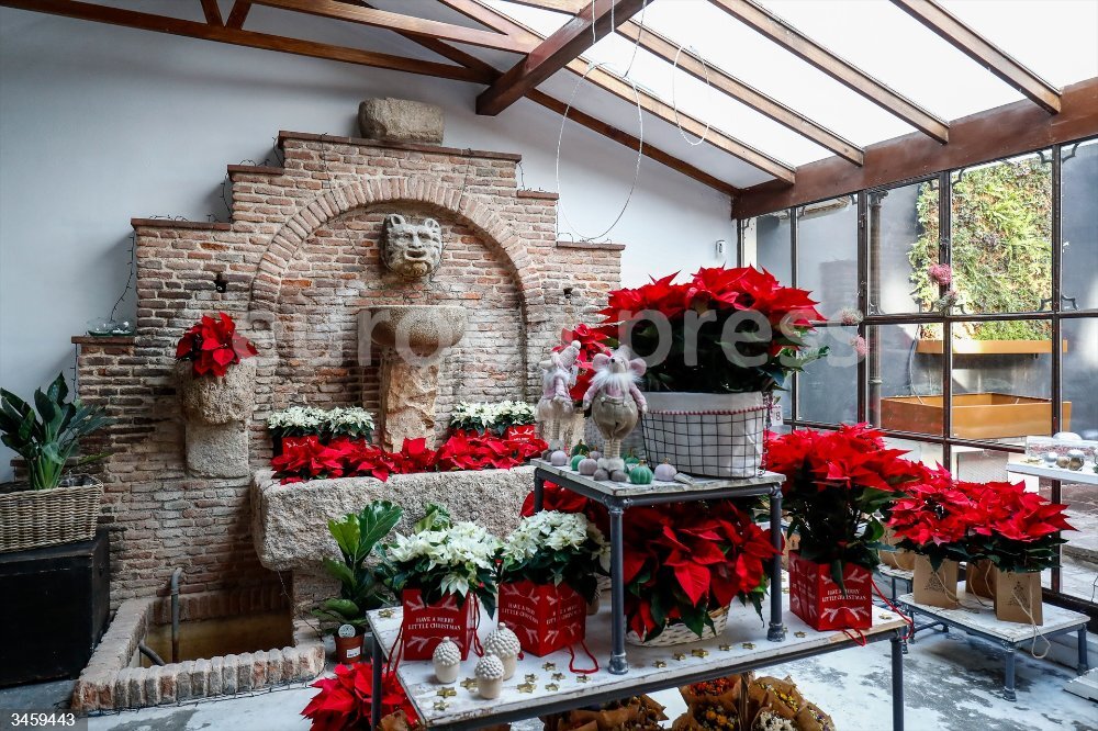 Reabre la floristería más antigua de Madrid bajo el nombre de 'El Ángel del  Jardín' - EUROPAPRESS