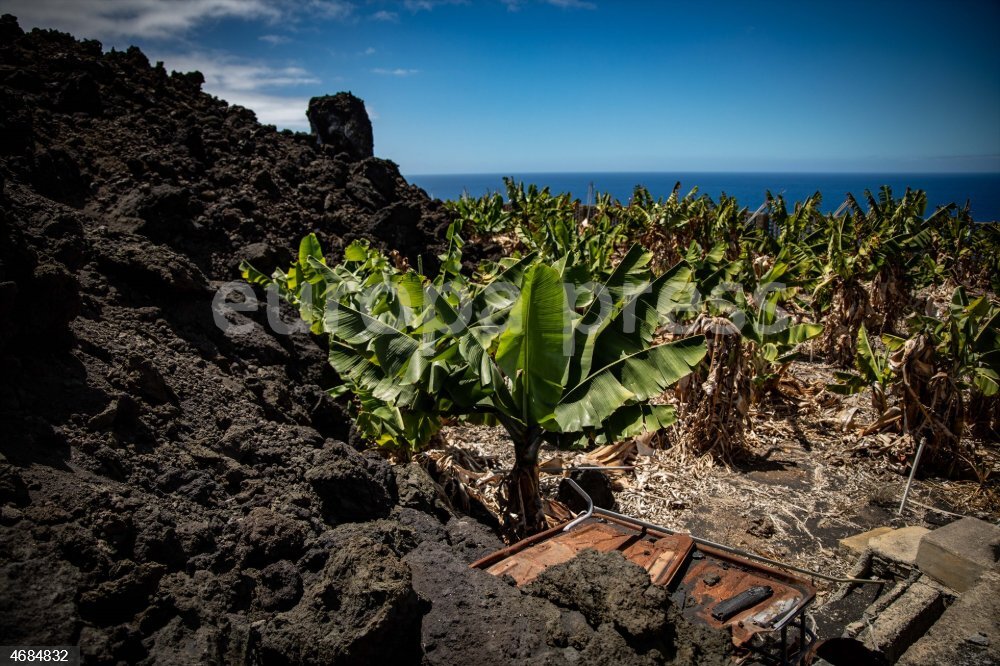 Plataneros De La Palma Prev n Recuperar El 90 De La Producci n En Al plataneros-de-la-palma-prev-n-recuperar-el-90-de-la-producci-n-en-al