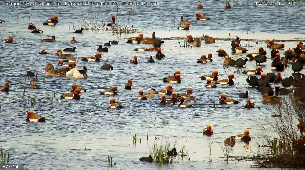 Las aves de las Tablas de Daimiel podrán observarse desde este viernes a través de una cámara instalara por SEO/BirdLife Aves en las Tablas de Daimiel captadas por una cámara de SEO/Birdlife.