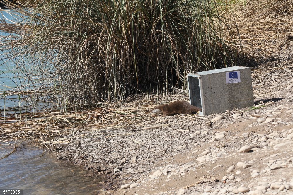 Liberan una nutria en la Desembocadura del Mijares que fue localizada en el Puerto de Sagunto Liberan una nutria en la Desembocadura del Mijares que fue localizada en el Puerto de Sagunto