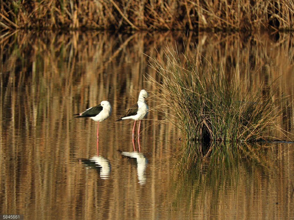 Medio Ambiente contabiliza más de 43.000 parejas de aves acuáticas reproductoras en 2023, un nuevo máximo histórico Medio Ambiente contabiliza más de 43.000 parejas de aves acuáticas reproductoras en los humedales de la Comunitat