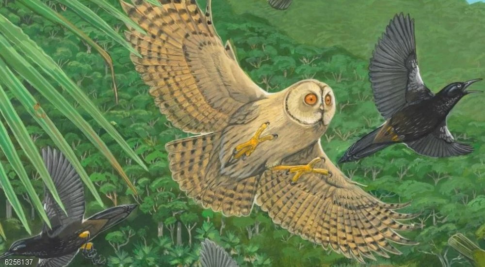 La extinción de aves se lleva 3.000 millones de años de historia evolutiva La extinción de cientos de especies de aves causada por los humanos durante los últimos 130.000 años ha provocado reducciones sustanciales en la diversidad funcional de las aves.