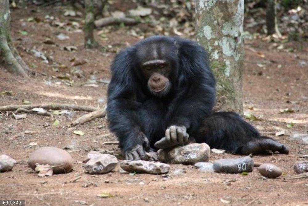 Chimpancés muestran comportamientos que llevaron a los humanos al éxito Un macho de chimpancé cascando nueces usando piedras.