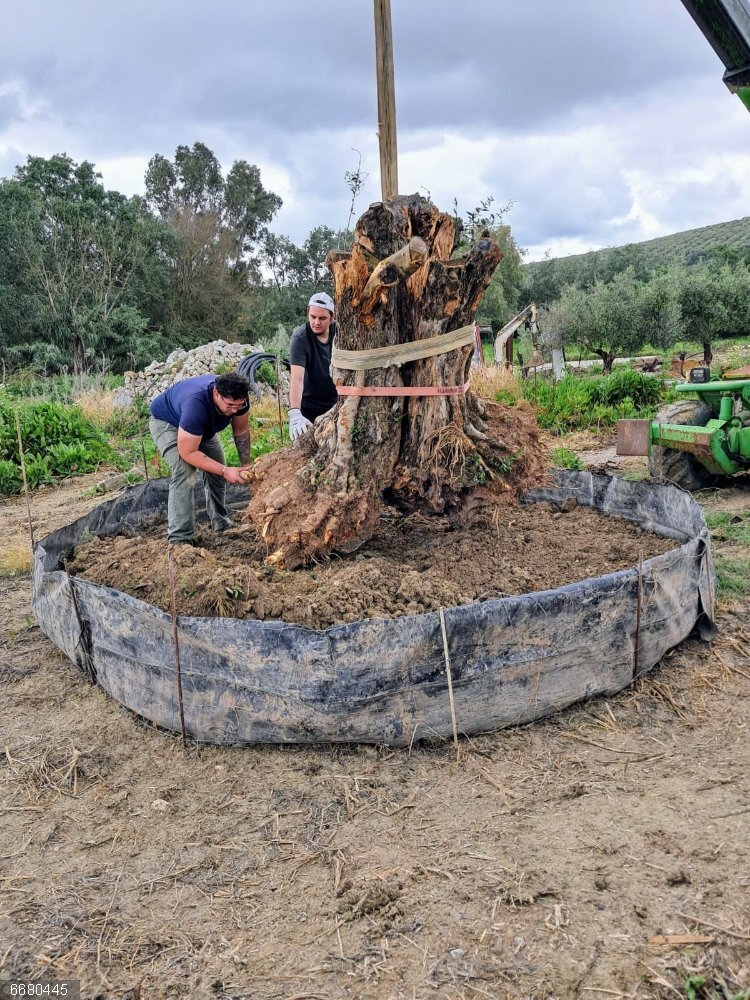 Cádiz.- Daniel Téllez impulsa en Cádiz un proyecto con sello propio: aceite de oliva, oleoturismo y almazara móvil Daniel Téllez, informático y agricultor: "El aceite es mi pasión y el campo, mi legado"