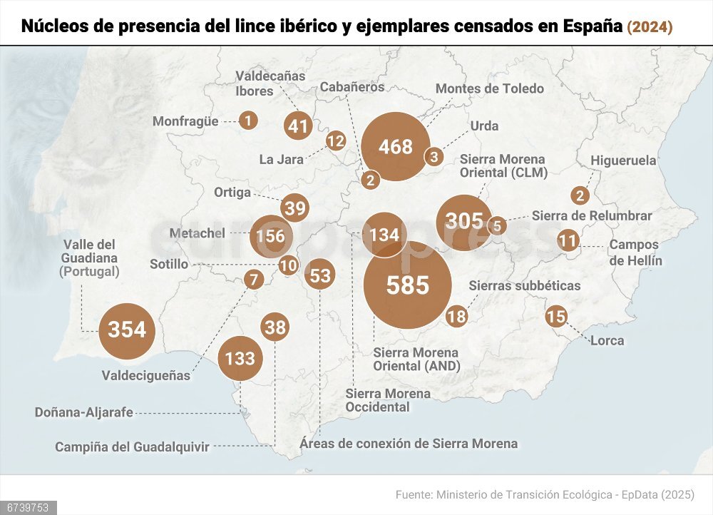 La población de lince ibérico alcanzó los 2.401 individuos censados en 2024, un nuevo récord Mapa con distribución del lince ibérico en España y Portugal. La población de lince ibérico (Lynx pardinus) en España y Portugal alcanzó los 2.401 individuos censados en 2024, un nuevo registro máximo desde que se tienen datos precisos de seguimiento. Esta ha sido la principal conclusión del informe elaborado por el grupo de trabajo del lince ibérico y publicado este jueves, según ha informado el Ministerio para la Transición Ecológica y el Reto Demográfico (MITECO).