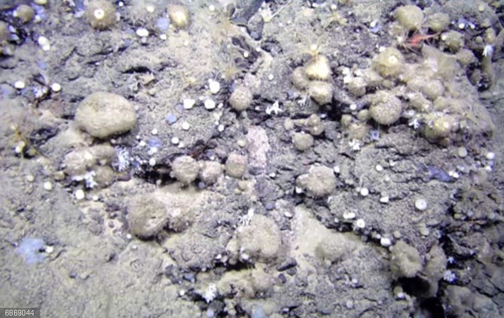 Cambios de temperatura y pesca de arrastre ponen en peligro la adaptación de las esponjas atlánticas, según un estudio Foto de un campo de esponjas del Atlántico Norte de la especie Geodia hentscheli a más de 2.000 metros de profundidad