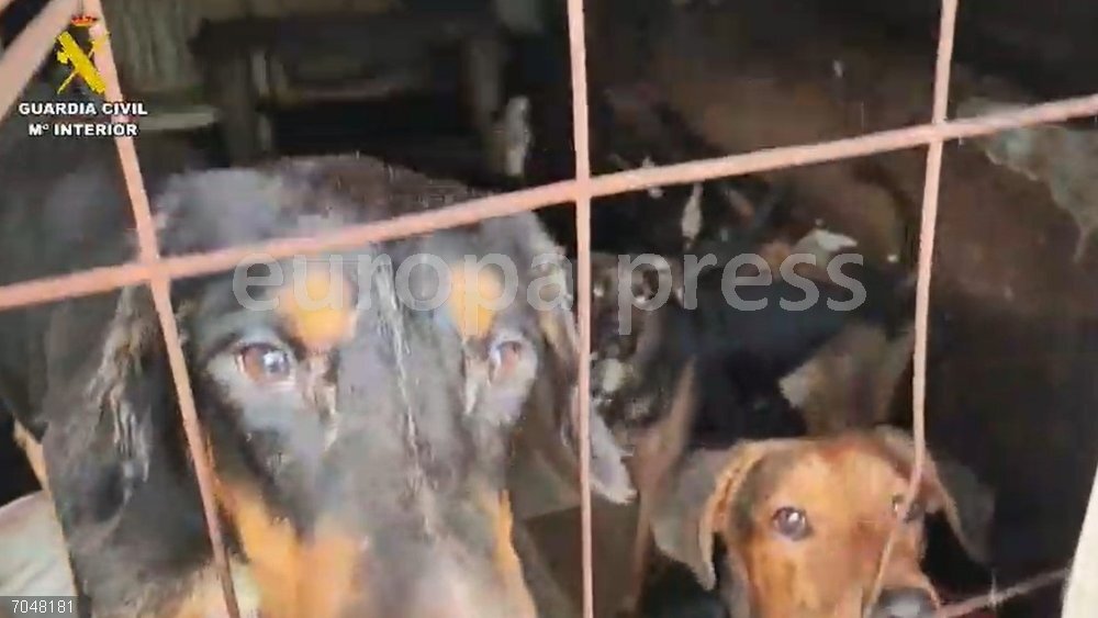 Sucesos.- La Guardia Civil rescata 52 perros hacinados en condiciones de insalubridad en Arganda Perros hacinados en Arganda