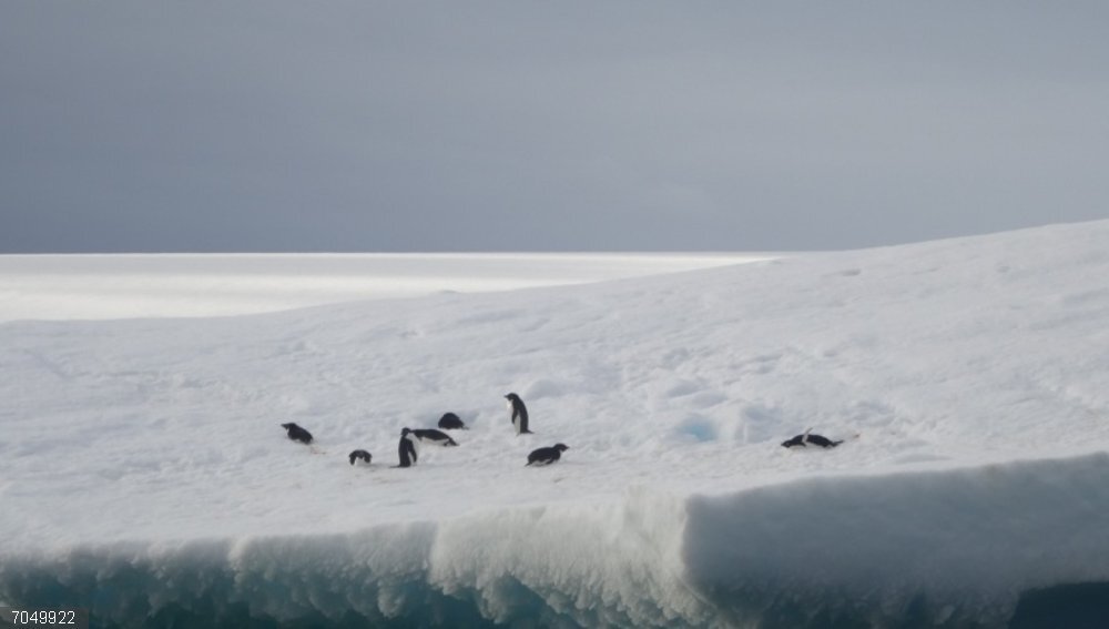 Alertan de la urgencia de evaluar los efectos acumulativos para la conservación de los pingüinos Se espera que los pingüinos tengan que afrontar una intensidad, duración y frecuencia aún mayores de eventos extremos en las próximas décadas