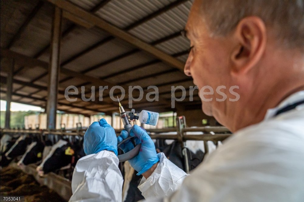 Agro.- Se elevan a 18 los casos de DNC en Girona, con uno nuevo en el Alt Empordà Plan de vacunación de dermatosis nuclear contagiosa (DNC).