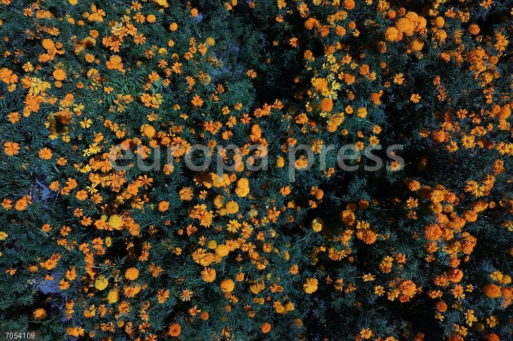 Cempasuchil flower field in Mexico 24 October 2025, Mexico, Atlixco: General view of a cempasúchil flower field, known as marigold, one of the most traditional elements used to decorate altars dedicated to loved ones during Mexico's Día de Muertos celebrations. Photo: Carlos Santiago/eyepix via ZUMA Press Wire/dpa