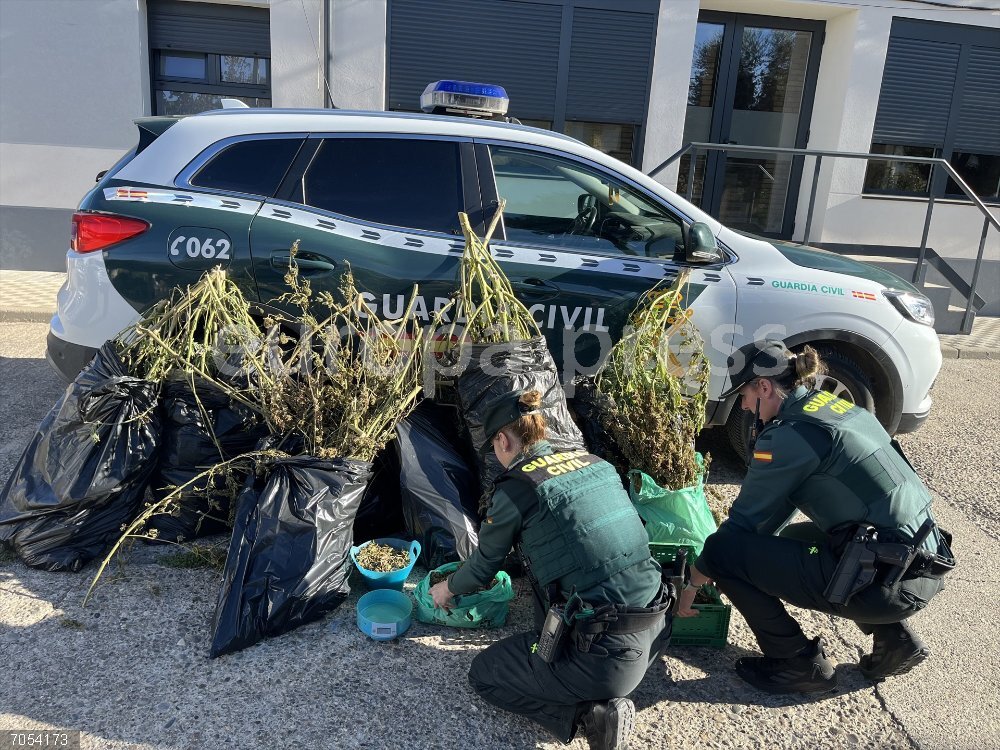 Dos agentes junto a las plantas intervenidas Dos agentes junto a las plantas intervenidas