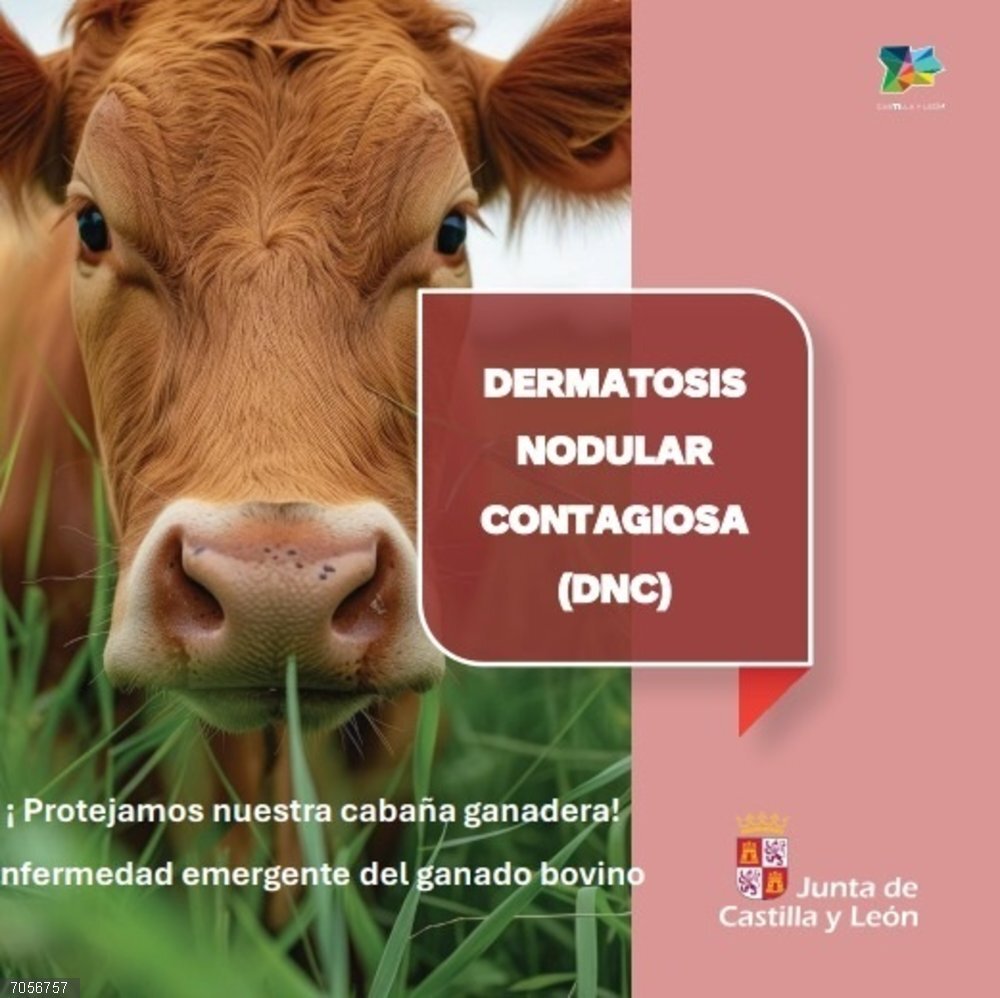 CyL inicia una campaña informativa para reforzar la vigilancia y prevención de la Dermatosis Nodular La Junta inicia una campaña informativa para reforzar la vigilancia y prevención de la Dermatosis Nodular Contagiosa