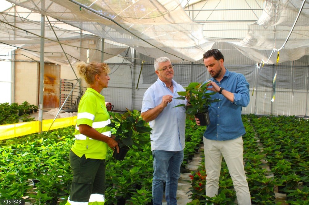 Unas 6.100 flores de pascua 'vestirán' con los colores de la Navidad los jardines en los primeros días de diciembre El concejal de Parques y Jardines de Lorca, Antonio David Sánchez Alcaraz, visita el vivero principal de Torrecilla para supervisar el crecimiento de la poinsettia