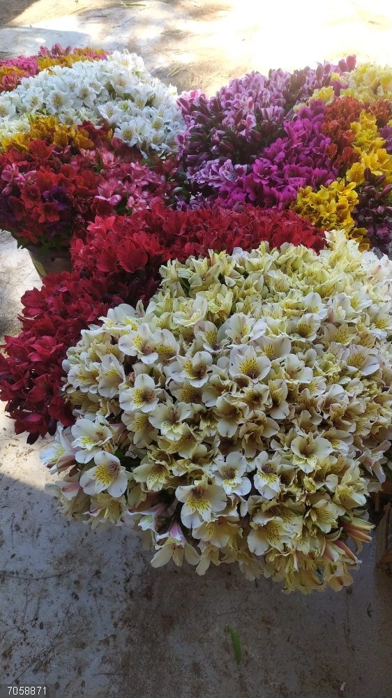 Sector de la flor cortada encara con optimismo el Día de Difuntos, con una campaña "más justa" pero "buena" Flores de invernaderos de la Costa Noroeste de Cádiz recogidas para la campaña de Todos los Santos