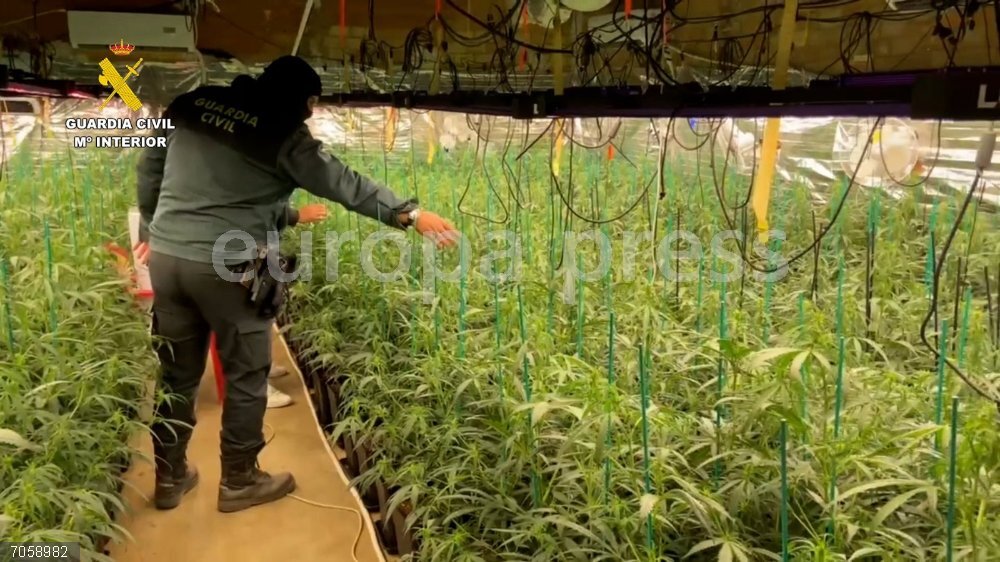 Huelva.- Sucesos.- Intervienen casi mil plantas de marihuana de un cultivo indoor en una zona rural de Bonares Plantación de marihuana hallada en Bonares (Huelva).
