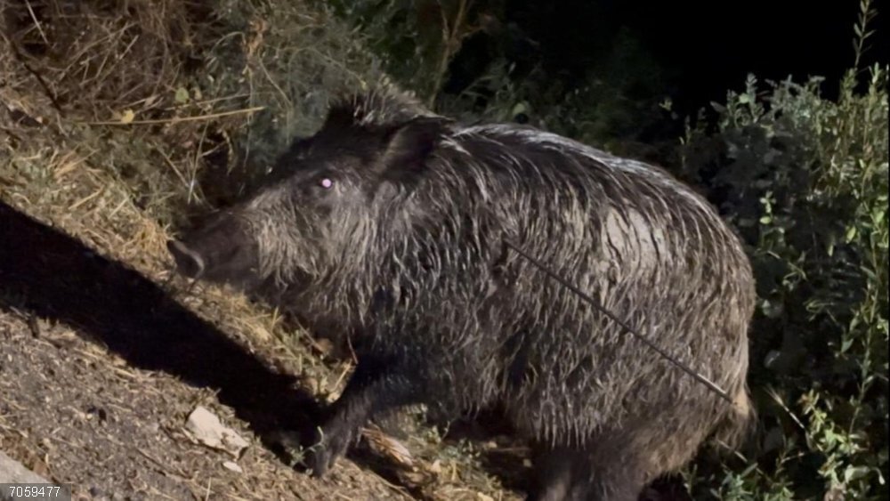 Ecologistas denuncian "prácticas cruentas" en la caza de jabalí en Batres tras encontrar un animal vivo herido de flecha Jabalí herido de flecha en Batres