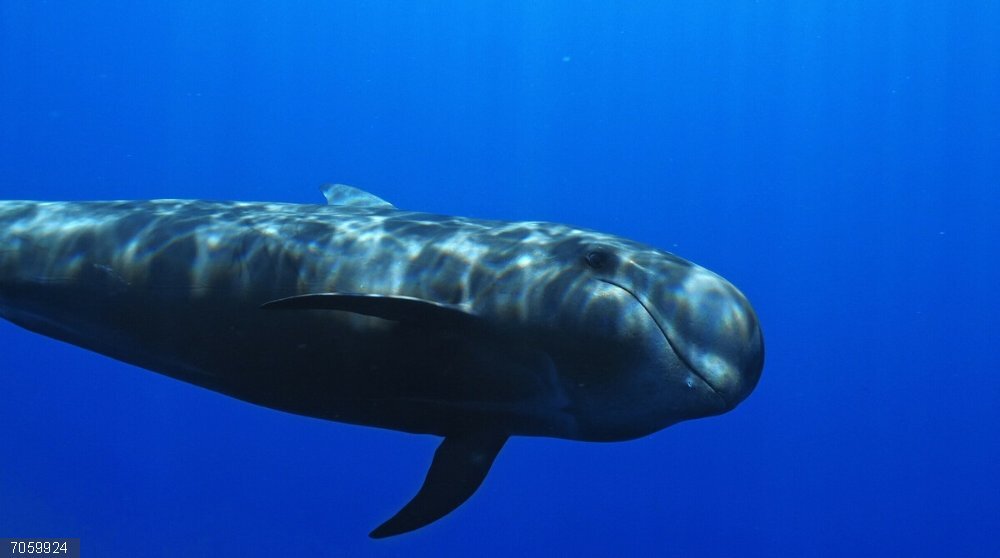 Internacional Ocean Film Tour, el festival de los océanos más grande de Europa, regresa a Lanzarote con su Volumen 11 Internacional Ocean Film Tour, el festival de los océanos más grande de Europa, regresa a Lanzarote con su Volumen 11