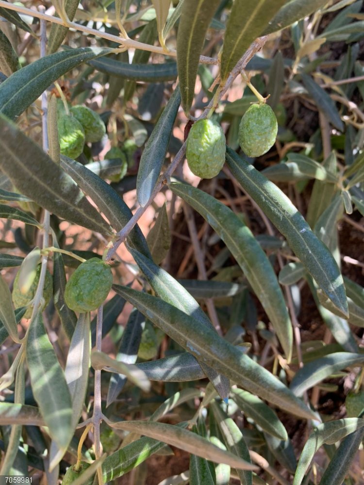 Córdoba.- Asaja Córdoba advierte de la "crítica" situación del olivar por el "retraso de las lluvias" Aceitunas arrugadas en un olivo por falta de agua.