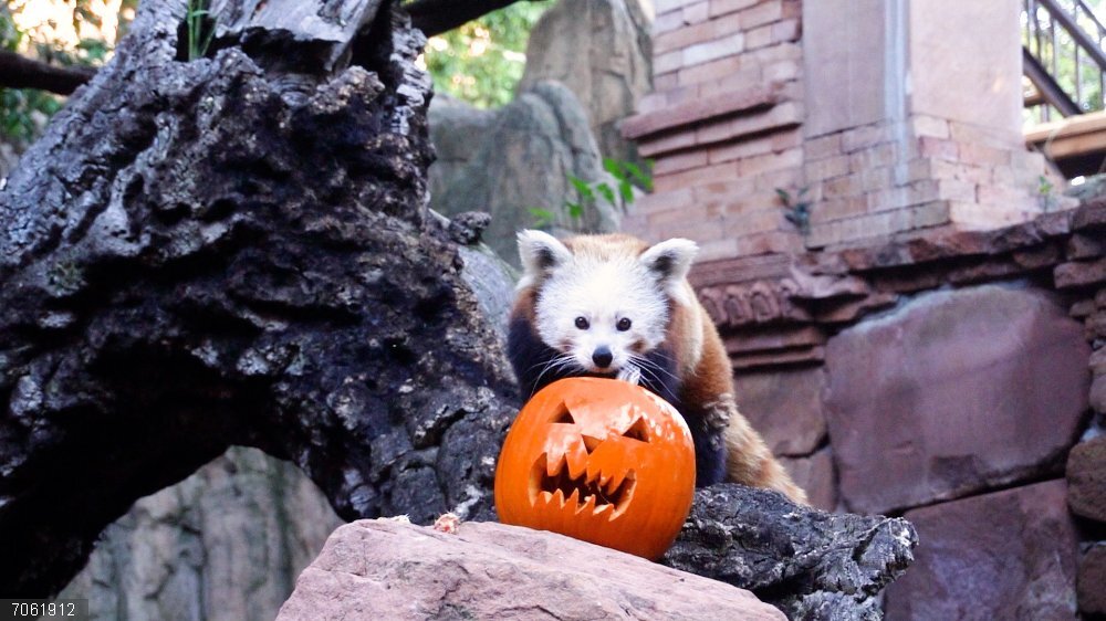 Málaga.- Los animales de Bioparc Fuengirola reciben calabazas decoradas con motivo de la celebración de Halloween Dragones de Komodo, nutrias gigantes, pandas rojos (como el de la imagen) y lémures han recibido calabazas decoradas y rellenas con sus alimentos favoritos en Bioparc Fuengirola.