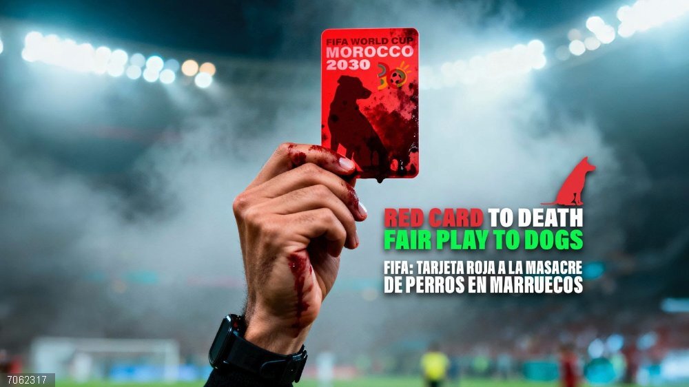 PACMA apela a la FIFA, al Gobierno y a la embajada de Marruecos para parar las "matanzas" de perros en este país. PACMA apela a la FIFA, al Gobierno y a la embajada de Marruecos para parar las "matanzas" de perros en este país.