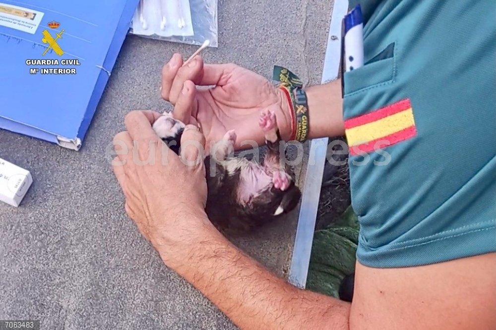 Sucesos.- Investigado tras localizar cachorros de perro recién nacidos abandonados en el cauce de un arroyo de La Vera Un agente de la Guardia Civil toma muestras