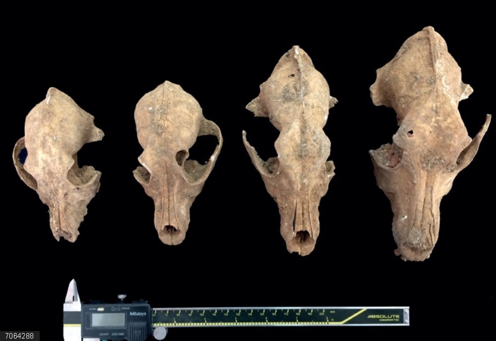 El Museo Arqueológico Provincial de Badajoz celebra otra edición de conferencias de otoño para acercar el patrimonio Conferencias 'Otoño Arqueológico' en el Museo Arqueológico Provincial de Badajoz