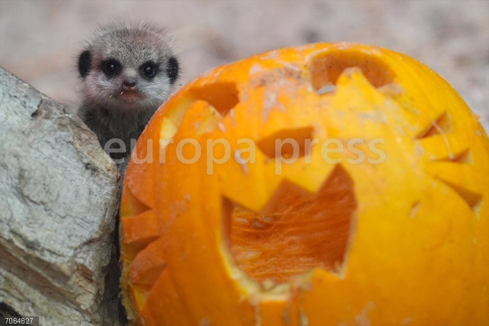 Blair Drummond HalloWILD event in Scotland 29 October 2025, United Kingdom, Stirling: A meerkat pup enjoys his first halloween with a pumpkin at Blair Drummond Safari Park near Stirling, as animals embrace the Halloween spirit with special themed enrichment sessions, part of Blair Drummond's ongoing HalloWILD event, a family-friendly autumn celebration running until the 31st of October. Photo: Andrew Milligan/PA Wire/dpa