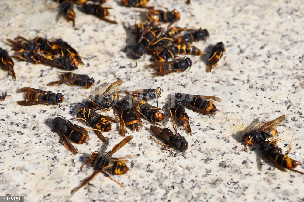 Expertos piden calma ante las velutinas, que han matado a 3 personas en Galicia, y reclaman más recursos para su control October 11, 2023: Lugo, Galicia, Spain. The Galician Labor Union called a rally to demand to the local authorities the implementation of an action plan to control the velutina wasp, considered an invasive exotic species that affects food production and represents a serious environmental problem.