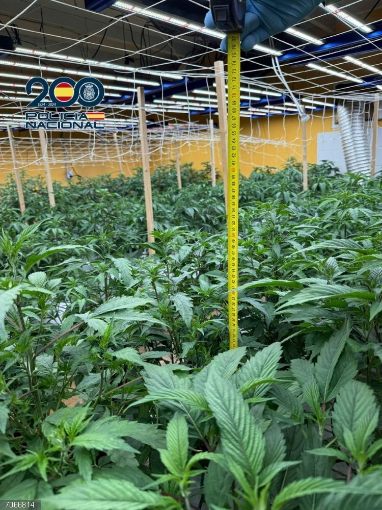 Sucesos.- Desmantelado un cultivo con 720 plantas de marihuana en Ponferrada y detenida una pareja por tráfico de drogas Imagen de la plantación de marihuana desmantelada en Ponferrada (León).