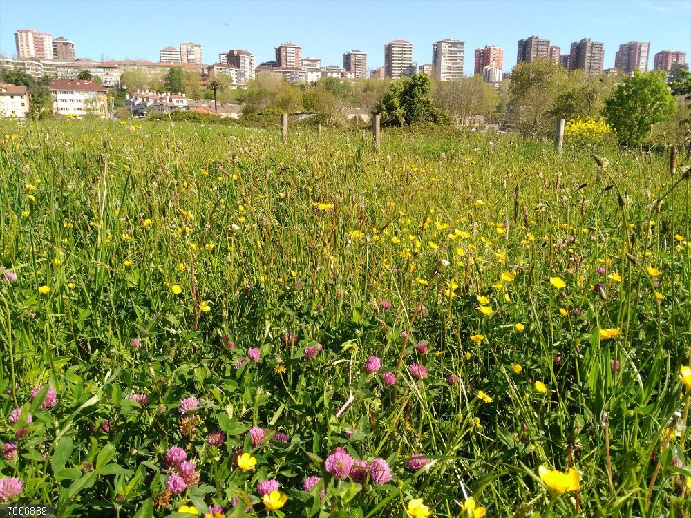 Prado natural en la ciduad de Santander.  SEO/BirdLife insta a integrar la biodiversidad en el diseño y planificación de las ciudades, para mejorar la salud Prado natural en la ciduad de Santander.  SEO/BirdLife insta a integrar la biodiversidad en el diseño y planificación de las ciudades, para mejorar la salud