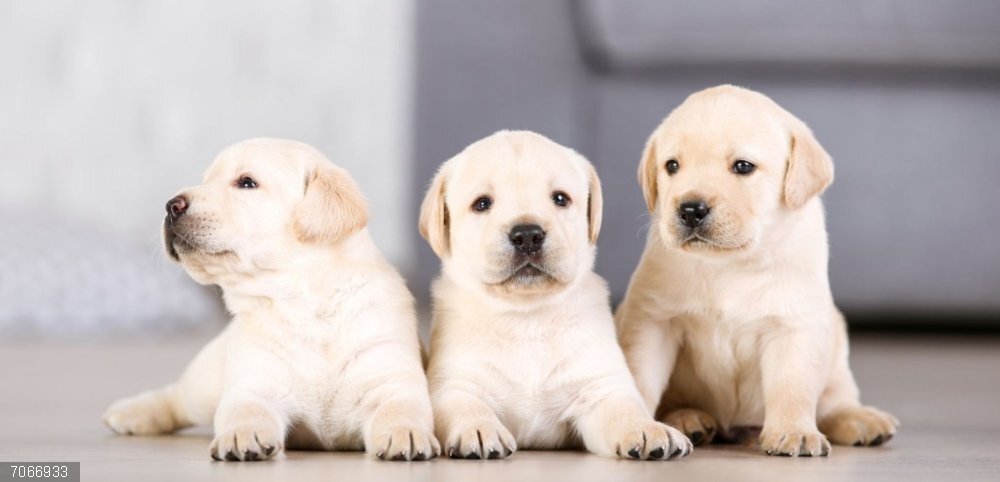 RSCE aboga por una distinción legal entre criadores de perros familiares y profesionales para evitar la cría clandestina RSCE aboga por una distinción legal entre criadores de perros familiares y profesionales para evitar la cría clandestina.