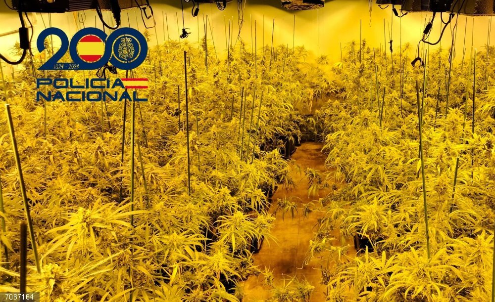 Huelva.- Sucesos.- Detenida cinco personas y desmanteladas dos plantas de marihuana en tres operaciones en Huelva Plantación de marihuana desmantelada en Huelva.