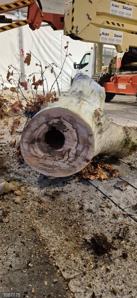Retirada de 6 plataneros secos del paseo del Mercadal de Calahorra para garantizar la seguridad ciudadana Retirada de 6 plataneros secos del paseo del Mercadal de Calahorra para garantizar la seguridad ciudadana