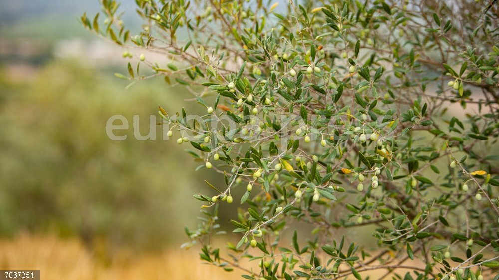 Agro.- Catalunya Regió Mundial de la Gastronomia 2025 dedica noviembre al sector oleícola Catalunya Regió Mundial de la Gastronomia 2025 dedica el noviembre al sector oleícola