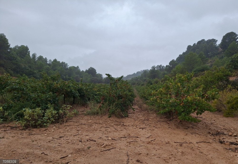 Un proyecto europeo reducirá la escorrentía y mejorará la infiltración en las cuencas del Magro y del Poyo La Confederación Hidrográfica del Júcar impulsa actuaciones para reducir la escorrentía y mejorar la infiltración en las cuencas del Magro y del Poyo