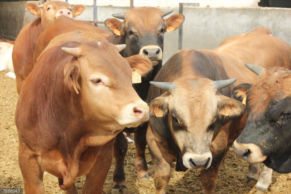 Aragón dispondrá de 80.000 vacunas para proteger la cabaña bovina aragonesa frente a la dermatosis nodular contagiosa Aragón dispondrá de 80.000 vacunas para proteger la cabaña bovina aragonesa frente a la dermatosis nodular contagiosa.