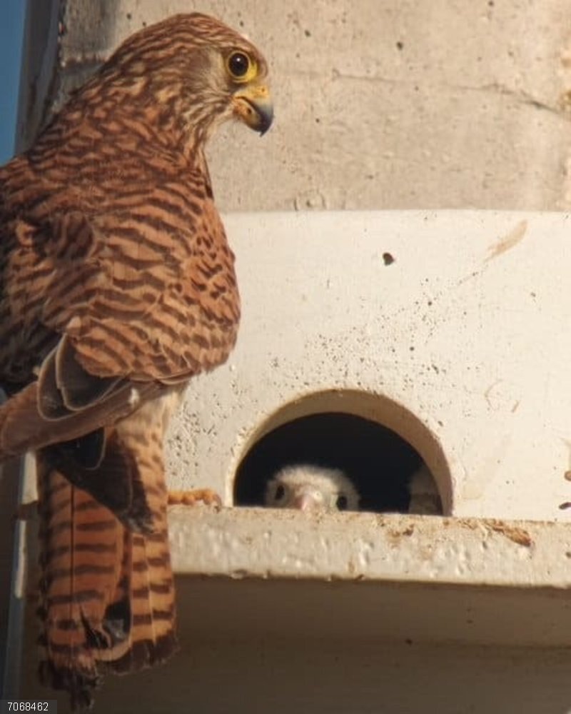 Contabilizados 95 nidos de parejas de cernícalo pequeño en el Alt Empordà (Girona) Imagen de cernícalos pequeños en el Alt Empordà (Girona)
