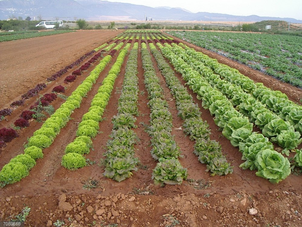 El sector ecológico de la Comunitat Valenciana reclama una revisión profunda del sistema, según una encuesta de La Unió El sector ecológico de la Comunitat Valenciana reclama en una encuesta de LA UNIÓ una revisión profunda del sistema de certificación del CAECV Carles