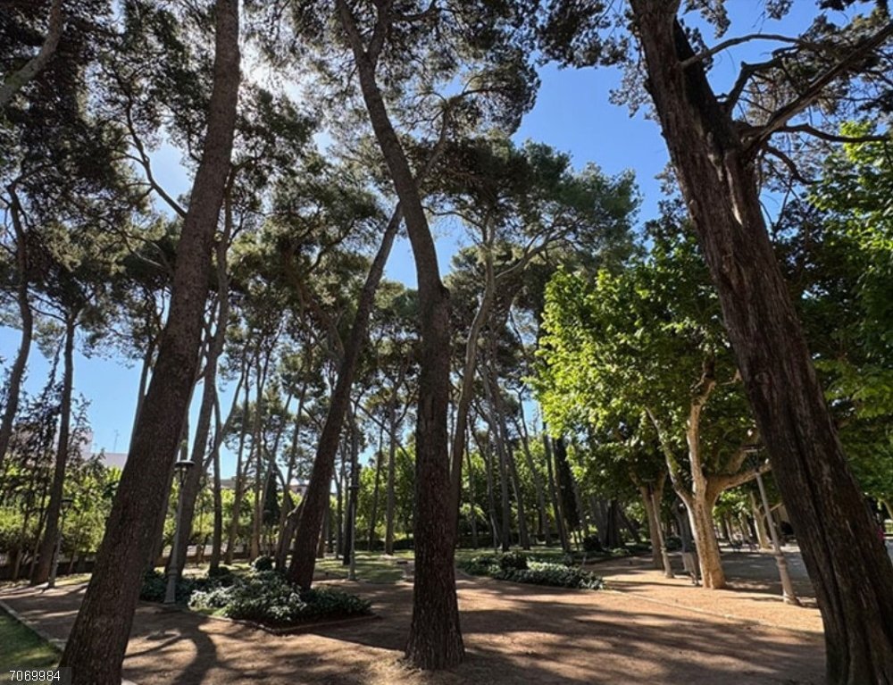 El Ayuntamiento de Huesca impulsa las primeras actuaciones del Plan de Gestión del Pinar del Parque Miguel Servet Pinar del Parque Miguel Servet de Huesca.